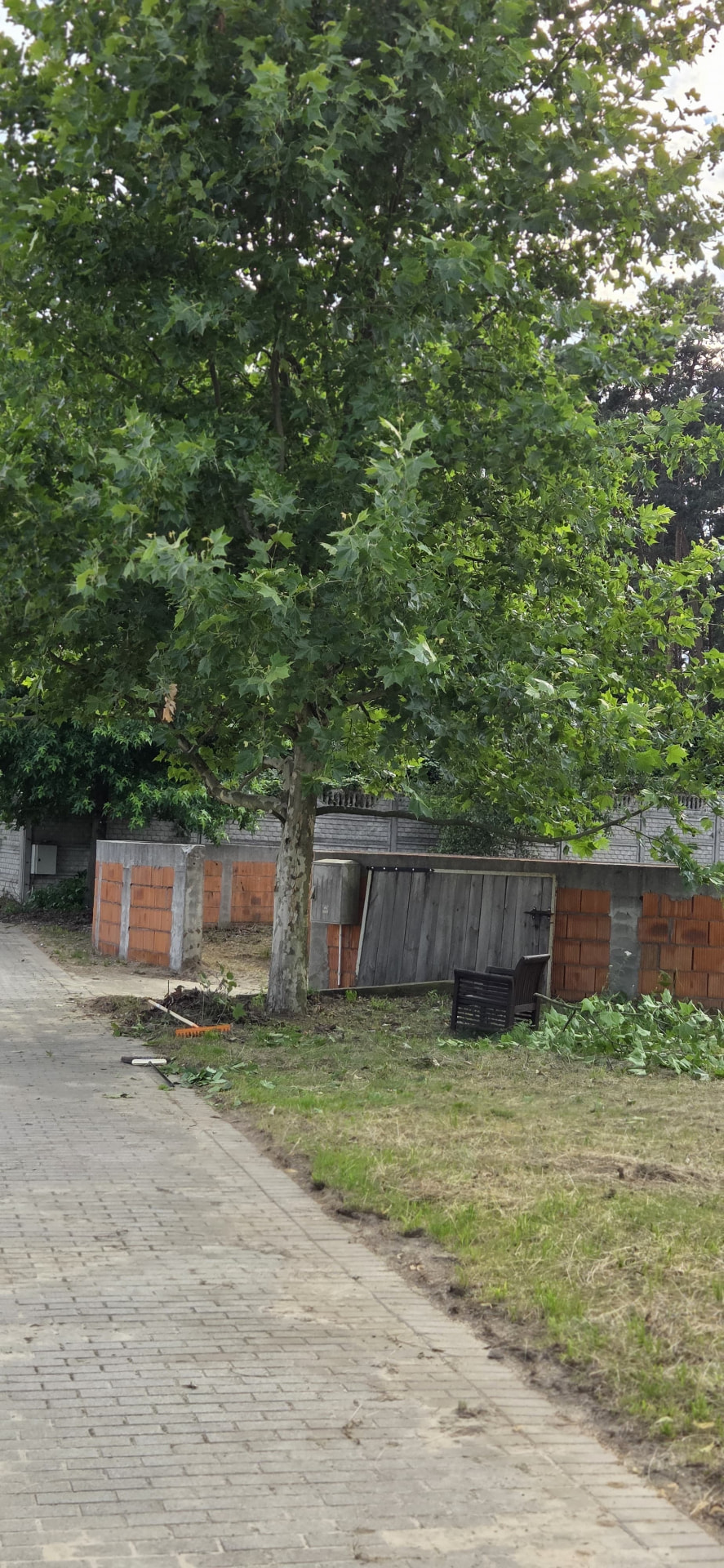 Rozłożysty platan przy brukowanej alejce na terenie Korzeni